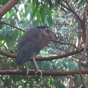 Aug. 2012-Boat-billed Heron