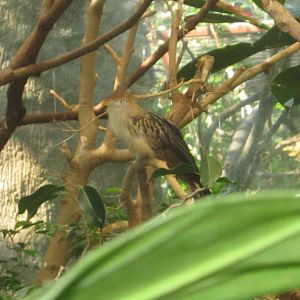 Aug. 2012-Guiro Cuckoo