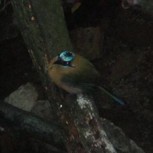 Aug. 2012-Blue-crowned Mot-Mot