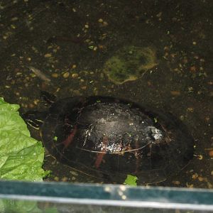 Aug. 2012-Northern Red-bellied Cooter