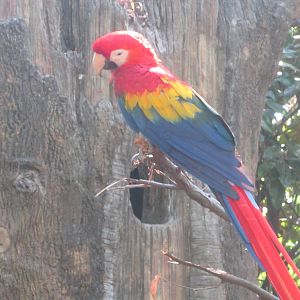 Aug. 2012-Scarlet Macaw
