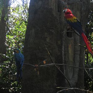 Aug. 2012-Blue-and-Gold + Scarlet Macaws