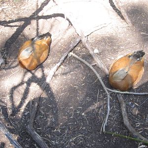 Aug. 2012-Ruddy Shelducks