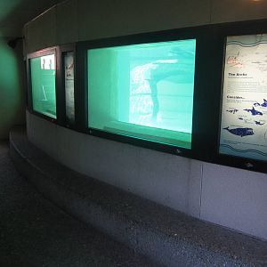 Aug. 2012-California Sea Lion underwater viewing