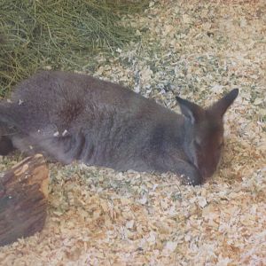 Aug. 2012-Bennett's Wallaby