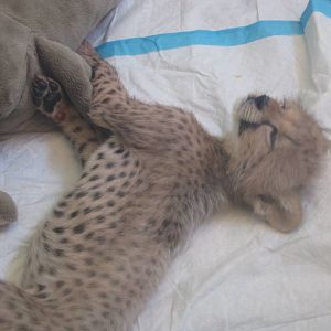 Aug. 2012-Savanna, the baby Cheetah