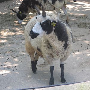 Aug. 2012-Jacob Sheep