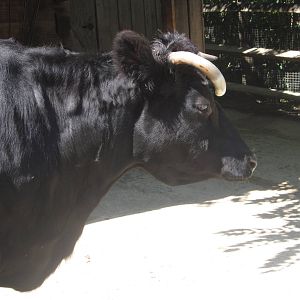 Aug. 2012-Dexter Cattle