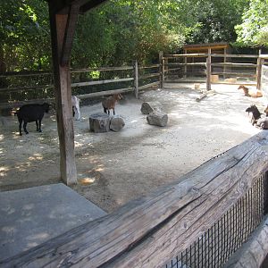 Aug. 2012-Nigerian Dwarf Goat + Miniature Donkey/Alpaca exhibits