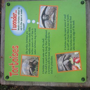 Aug. 2012-Tortoise sign