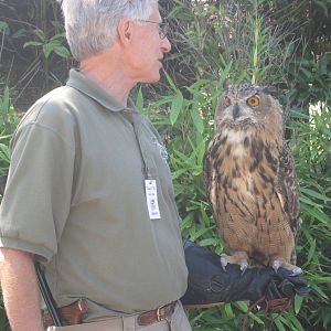 Aug. 2012-Caspian, a Eurasian Eagle Owl
