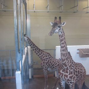 Aug. 2012-Kimba and Tessa indoors