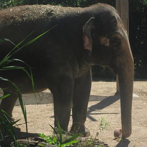 Aug. 2012-My-Thai, an Indian Elephant