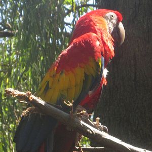 Aug. 2012-Scarlet Macaw