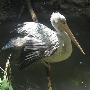 Aug. 2012-Pink-backed Pelican