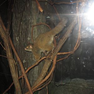 Aug. 2012-Garnett's Galago