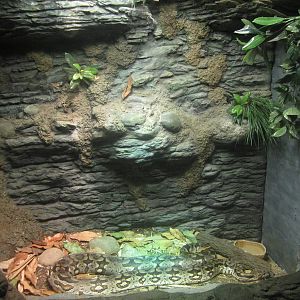 Aug. 2012-Dumeril's Ground Boa exhibit
