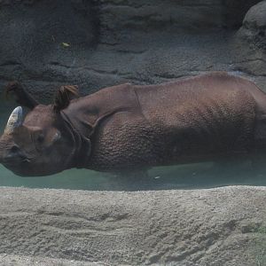 Aug. 2012-Manjula, an Indian Rhinoceros