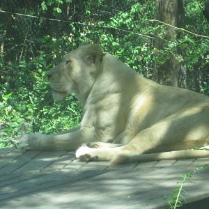 Aug. 2012-Prosperity, a Southeast African Lion