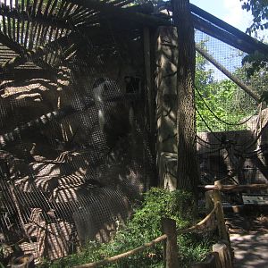 Aug. 2012-Eastern Black-and-White Colobus + Grey's Crowned Guenon exhibits