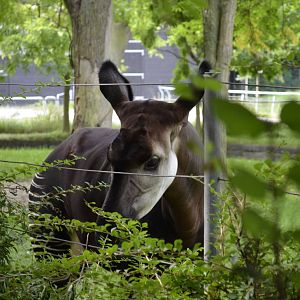 Okapi