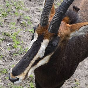 Sable Antelope