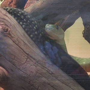 Aug. 2012-Jameson's Mamba