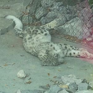 Aug. 2012-Renji, a Snow Leopard