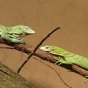 Aug. 2012-Green Tree Monitors