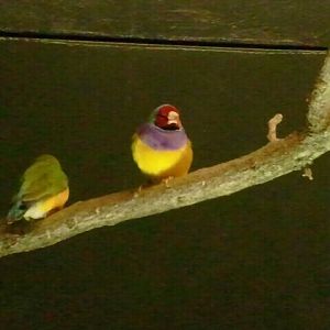 Aug. 2012-Gouldian Finch