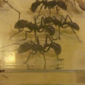 Aug. 2012-Bullet Ants