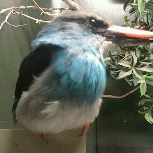 Aug. 2012-Blue-breasted Kingfisher