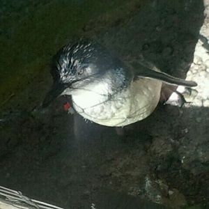 Aug. 2012-Little Penguin