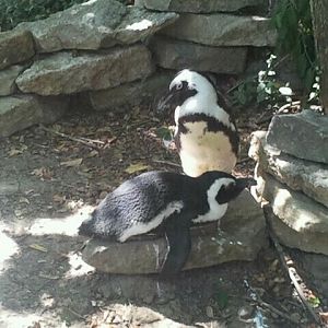 Aug. 2012-African Penguin