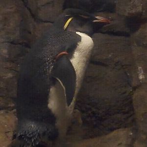 Aug. 2012-Southern Rockhopper Penguin