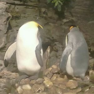Aug. 2012-King Penguins