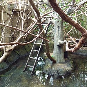 Discovery Center - Golden-Headed Lion Tamarin Exhibit
