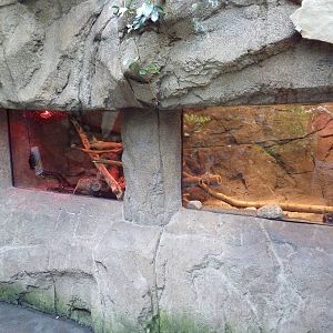 Discovery Center - Boa Constrictor Exhibit