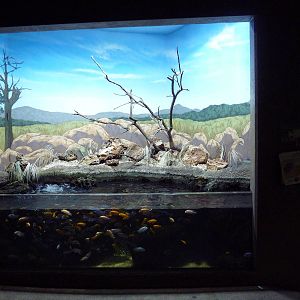 Discovery Center - Cichlid Tank