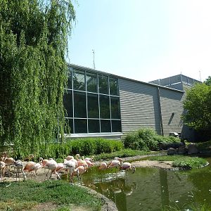 Discovery Center - Chilean Flamingo Exhibit
