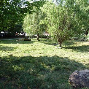 Aldabra Tortoise Exhibit