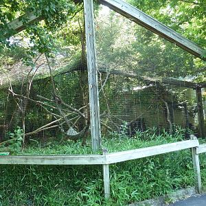 Ring-Tailed Lemur Exhibit