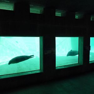 Seal/Sea Lion Exhibit