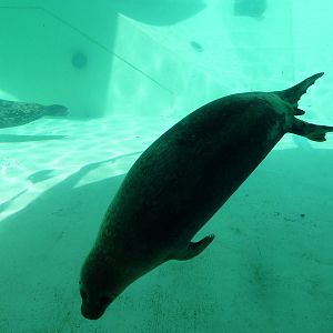 Seal/Sea Lion Exhibit - Harbour Seal