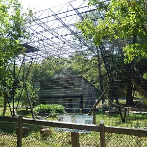 White-Handed Gibbon Exhibit