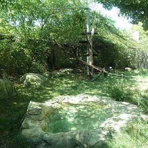 Snow Leopard Exhibit
