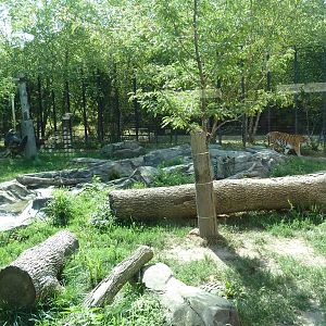 Amur Tiger Exhibit