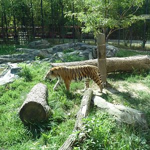 Amur Tiger Exhibit