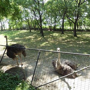 Ostrich/Watusi Cattle Exhibit