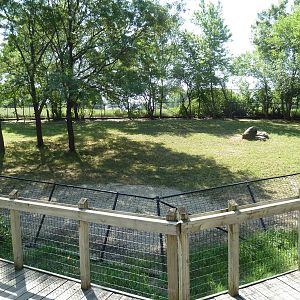 Ostrich/Watusi Cattle Exhibit